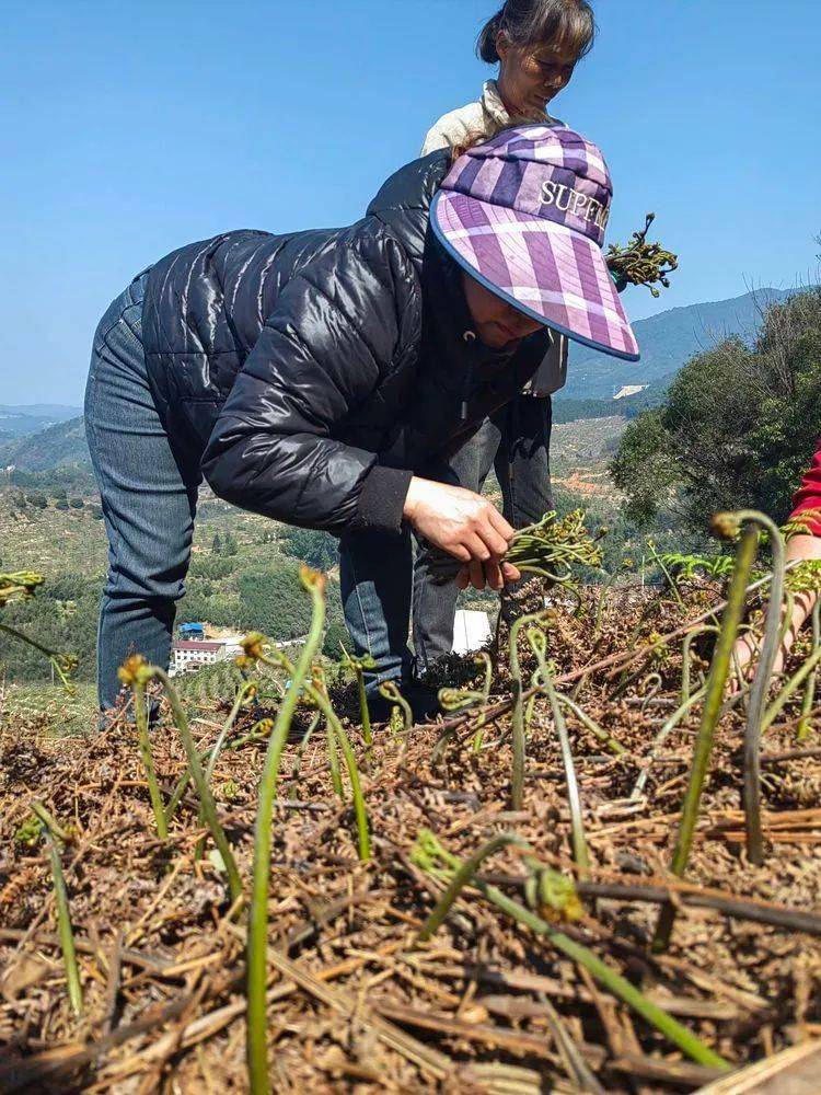 厥菜人工种植图片