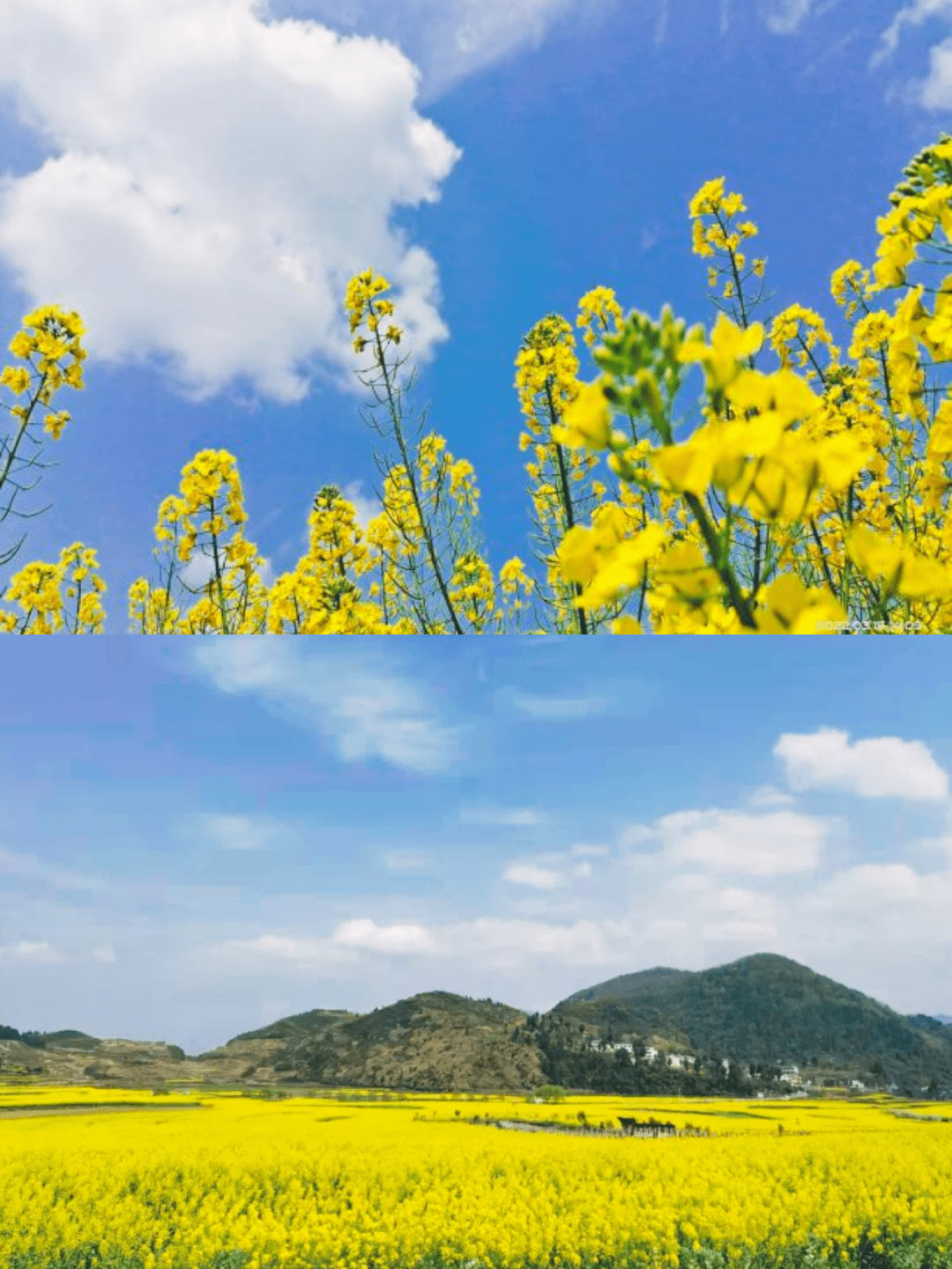 不行万亩樱花园，那座宝藏城市竟还有32个赏花地？