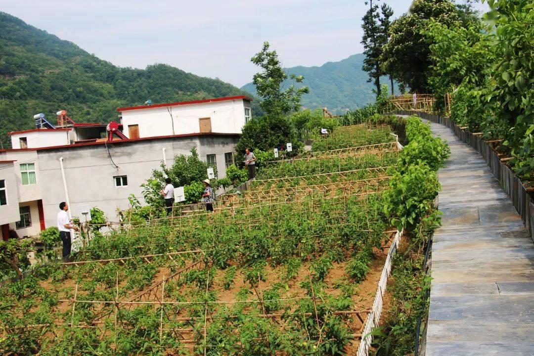仓上镇:"庭院经济"让乡村增色添彩_发展_木瓜园_产业
