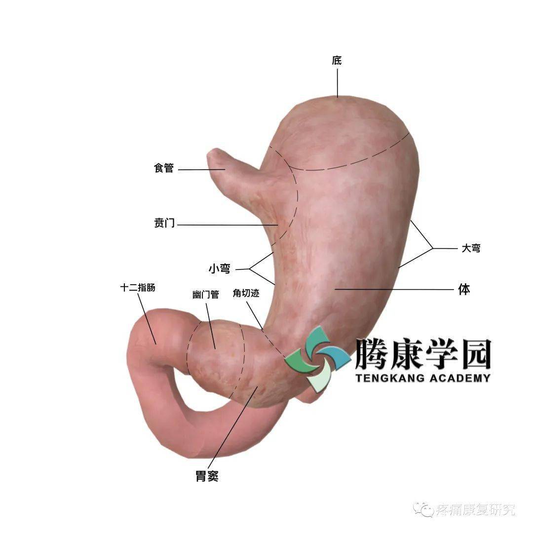胃窦部在哪图片