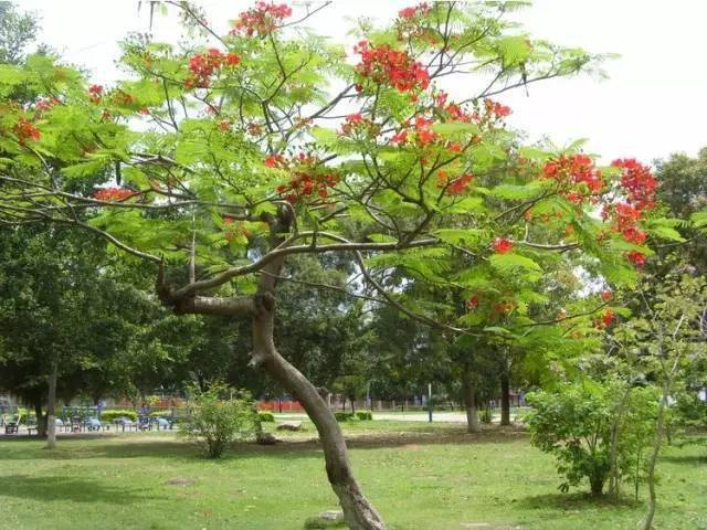 园林植物（花境效果图） 第4张