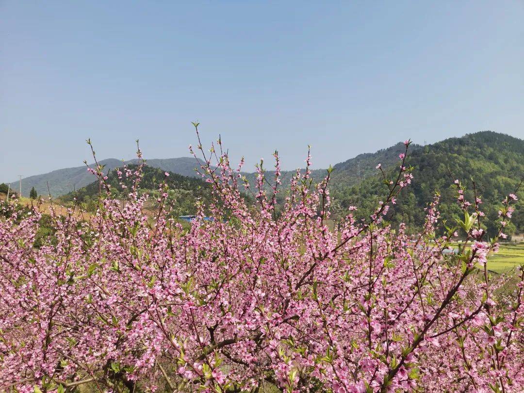 推荐路线:西渡出发——清花湾乡村旅游区——赤水村油菜花海——梅花