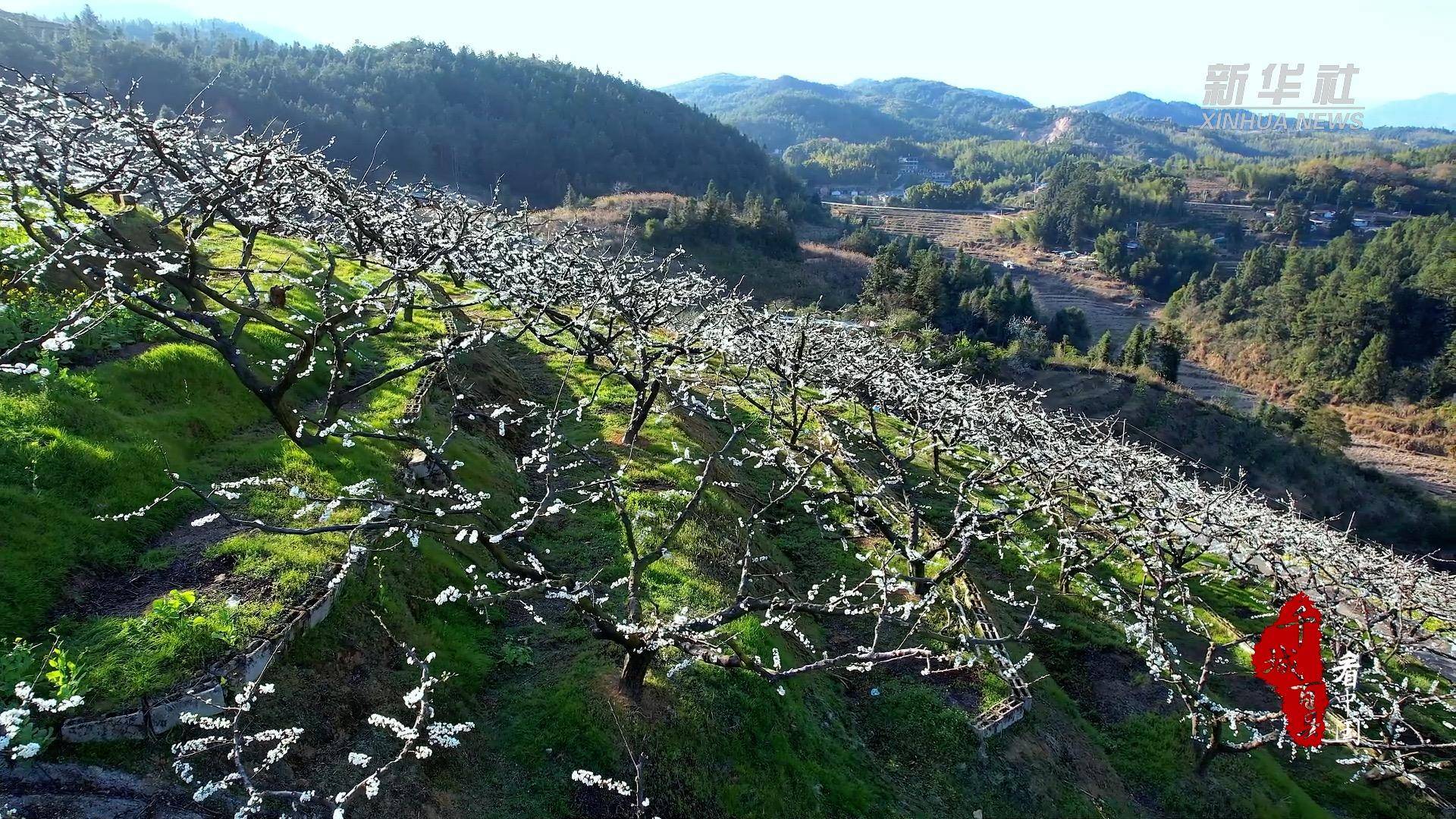 千城百县看中国｜福建：李花盛开春满园