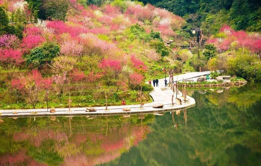 北溪文苑桃花节图片