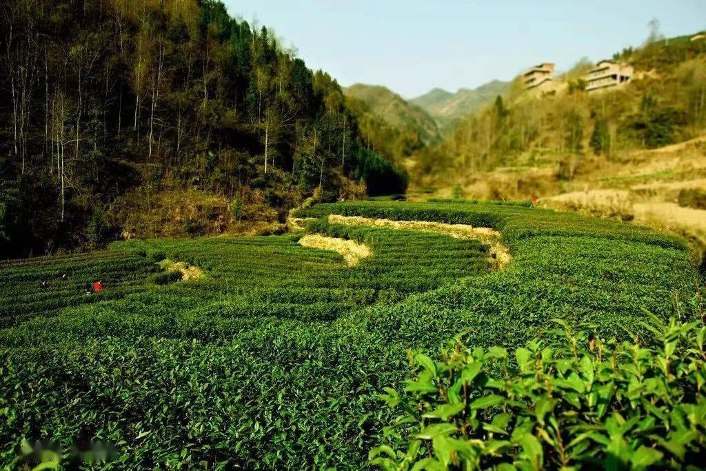 安康这个古镇迎来首批"硒客"!_游客_焕古镇_的发展