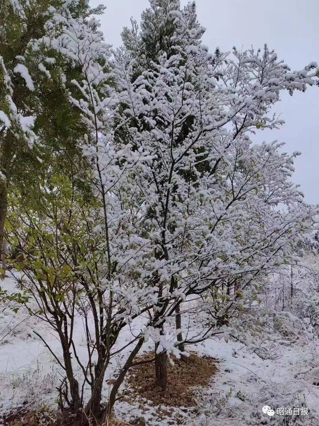 昆明今天下雪了