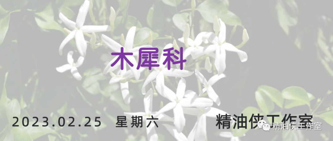 【学习】植物科属——木樨科_桂花_茉莉花_系统