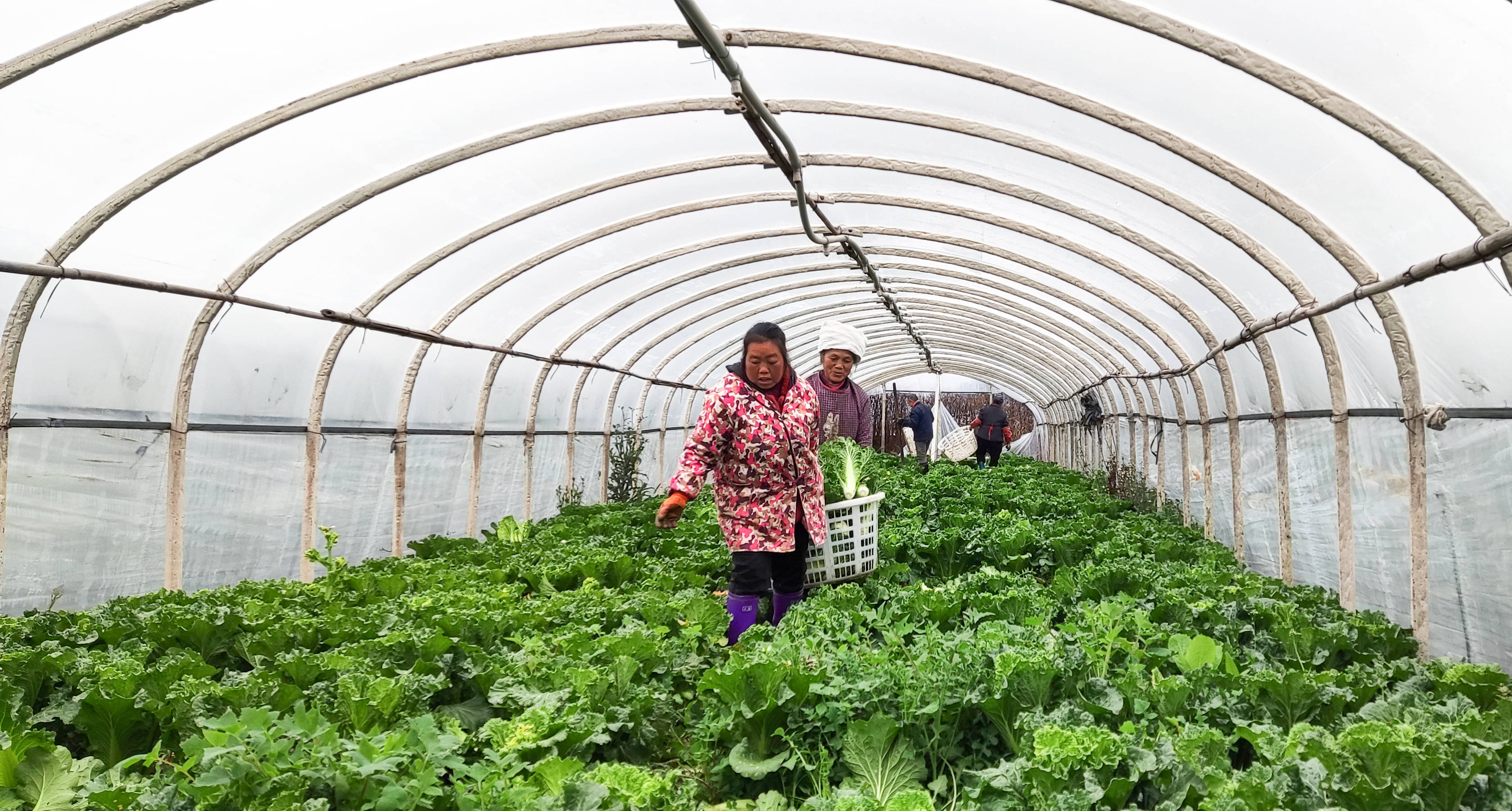 惠水:蔬菜大棚绿意浓 "订单采摘"促增收_种植_赤土村_罗思