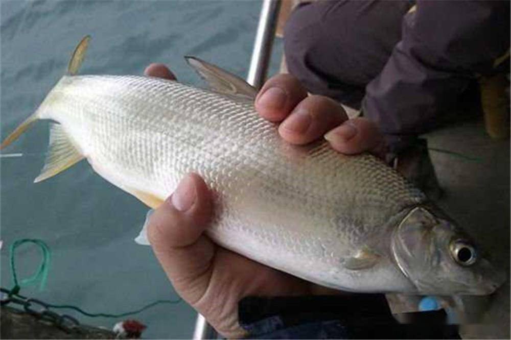 小鱼中的"大力士",春季野钓黄尾鲴,调漂得当才能连竿上鱼_地方_青苔