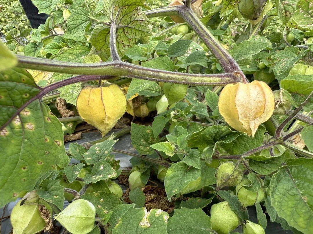 澜沧:打着"灯笼"的"姑娘果"变身百姓"增收果"_勐根_种植_企业