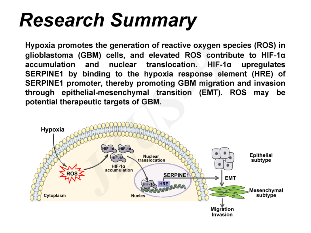 徐州医科大学高殿帅课题组：缺氧诱导的ROS通过HIF-1α-SERPINE1信号通路促进胶质母细胞瘤恶性进展_Lin_Xiaoyu_文章