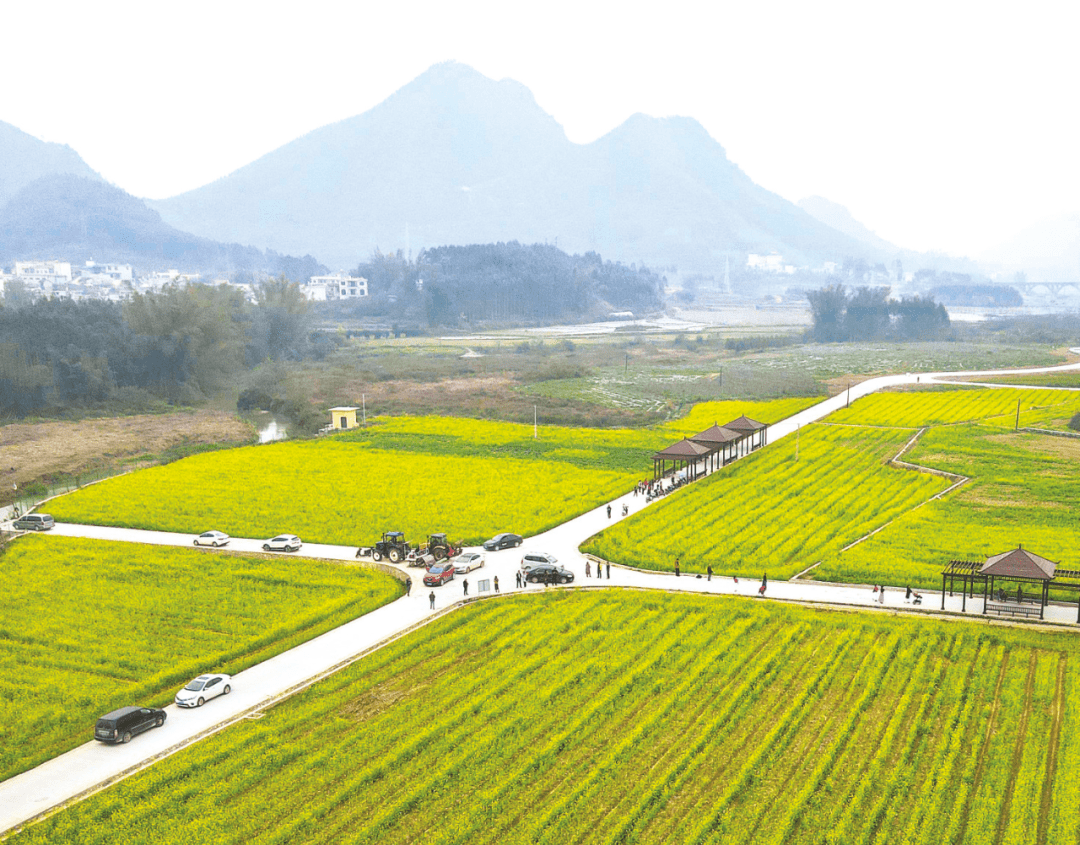 周鹿镇_油菜花_游客