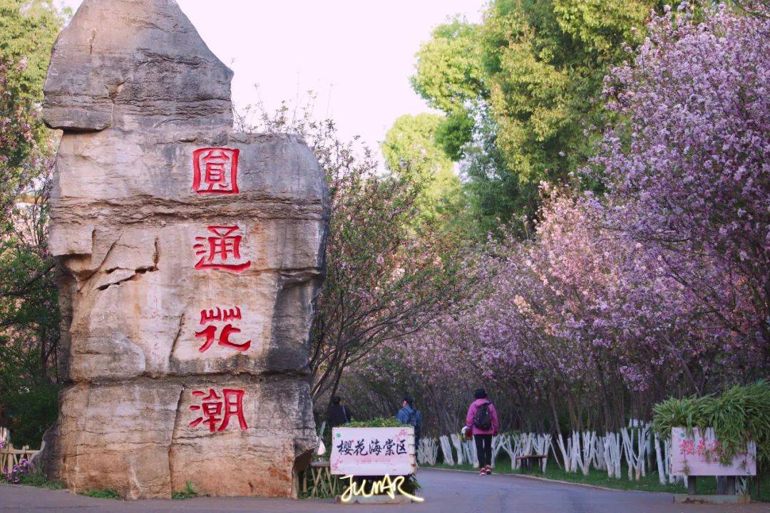 千余株樱花邀你共赴浪漫之约 昆明动物园第二十三届樱花节3月1日启幕