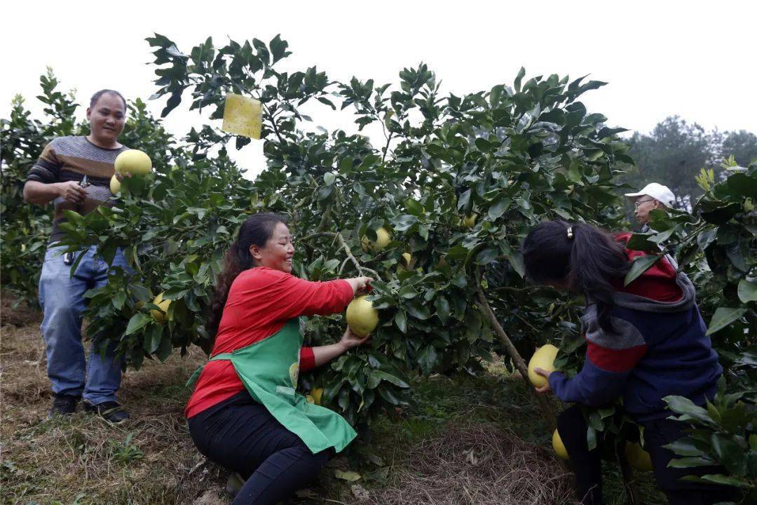 走进文明村镇|凤冈县王寨镇:"三步走" 抓牢抓实文明创建工作_村民