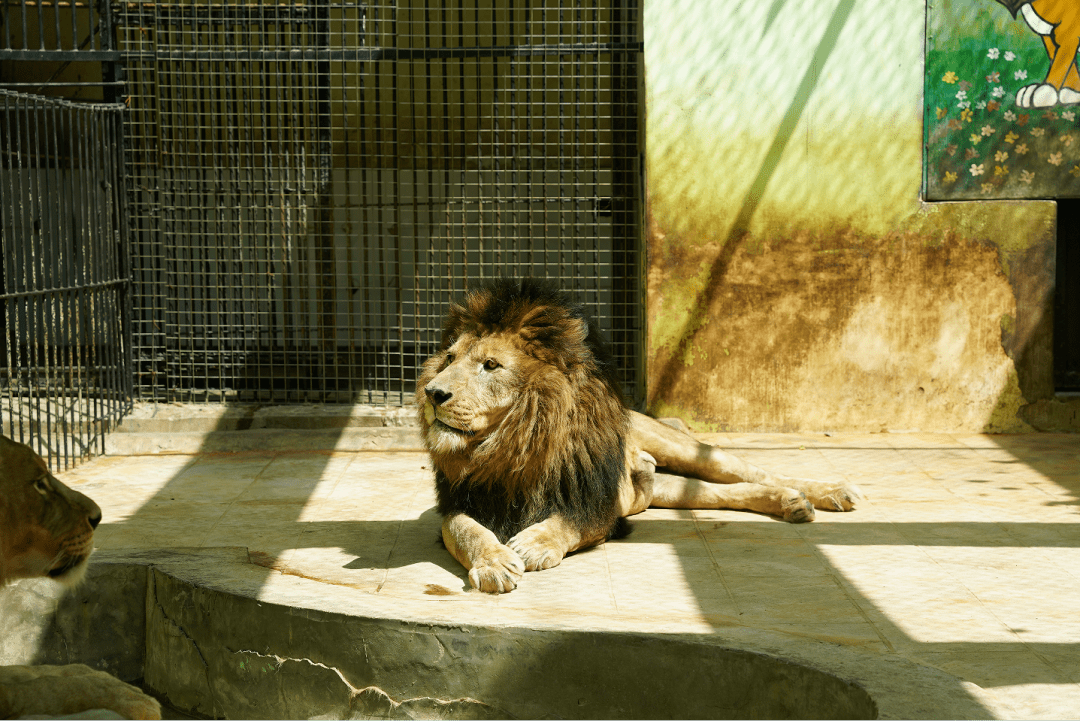 十堰动物园门票免费送!