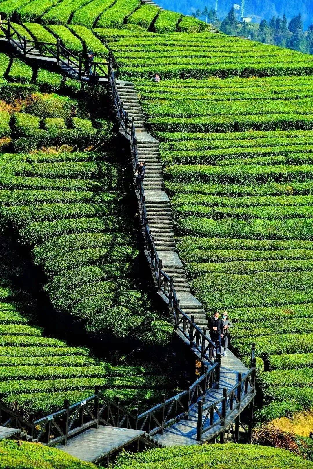 恩施的春天约起||即刻出发,宣恩乡村游约起!_阿尼阿兹_伍家台_旅游区