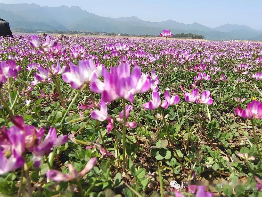公平湖紫云英花海位于桂林市灵川县公平乡,花海面积约2000亩,紫云英
