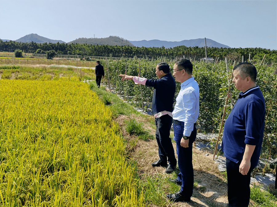 調研組一行現場查看省農科院水稻所和南繁基地泰豐種業生產基地,聽取