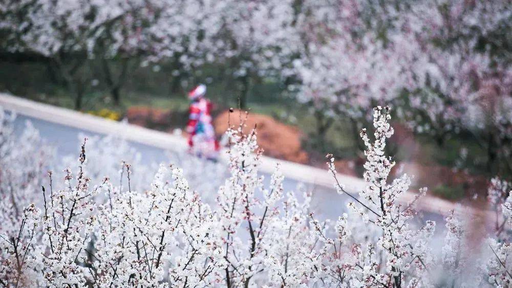 万亩樱桃花正值盛花期，贵州那处雪白花海年年春天爆美！