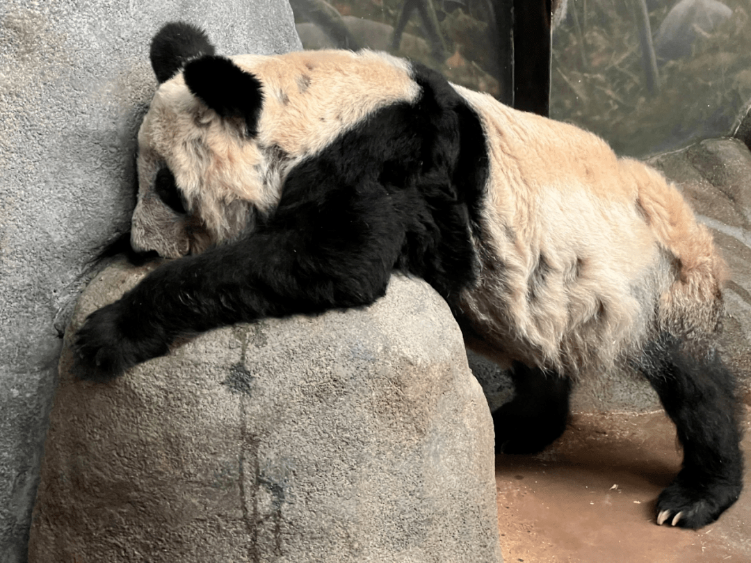 為救熊貓丫丫! 華人包下時(shí)代廣場(chǎng)大屏! 這句話淚目所有人