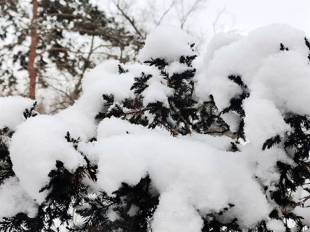 三月的雪花能够有多都雅