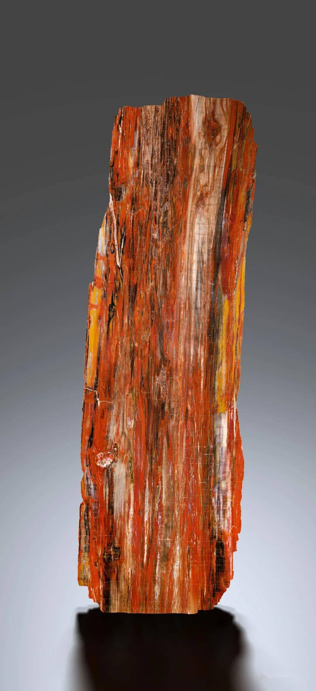 矿物之美丨硅化木_树木_木化石_装饰