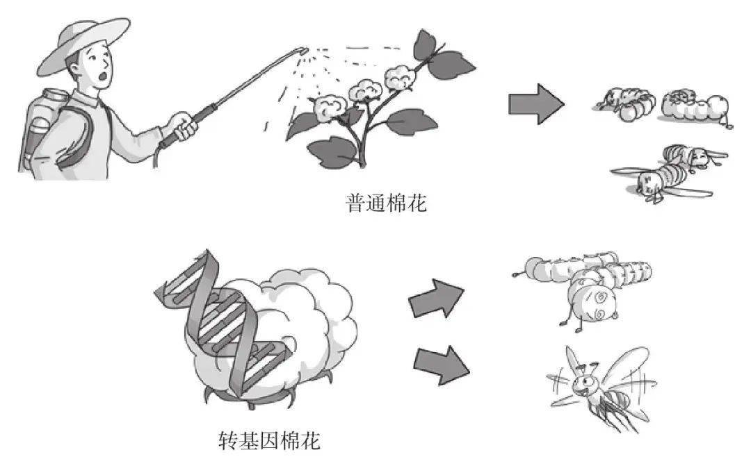 简单来说就是, 先提取抗虫基因,然后把基因注入到棉花植株,使棉花具有