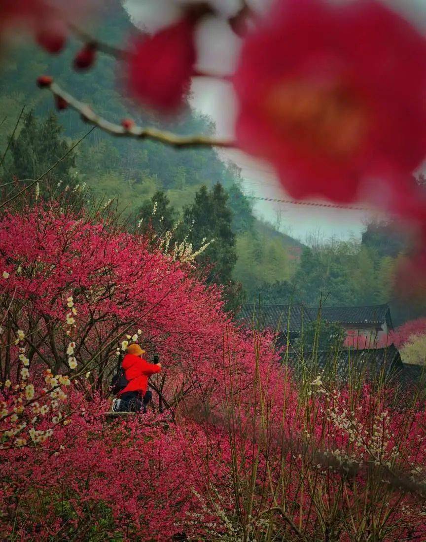 永顺县陈家坡的梅花—灿如云霞_地方_湘西_牧童