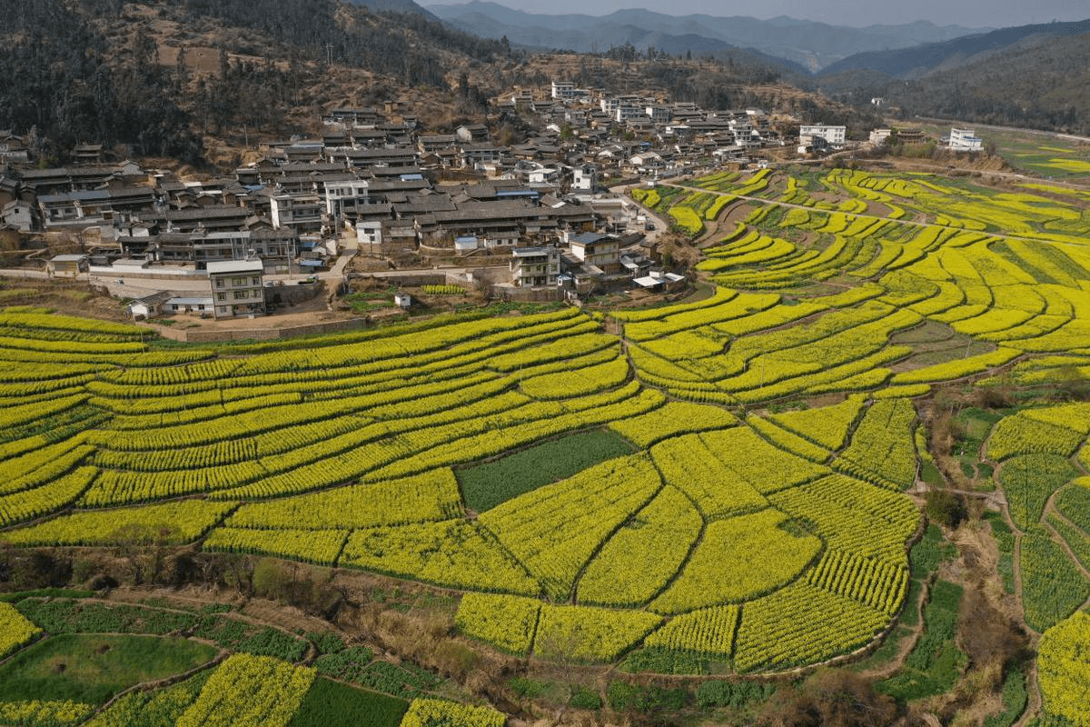 牟定县蟠猫乡老王村油菜花盛开满目金黄香百里,一方春色醉千山.