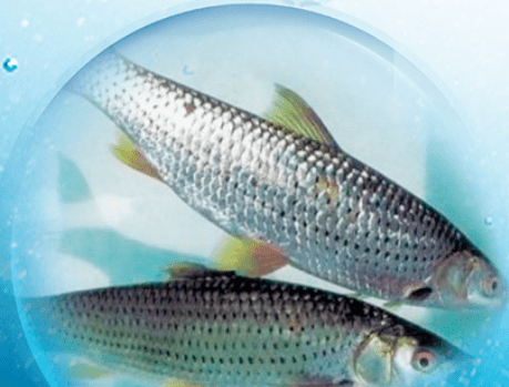 "回归"的漓江鱼 你都见过吗?