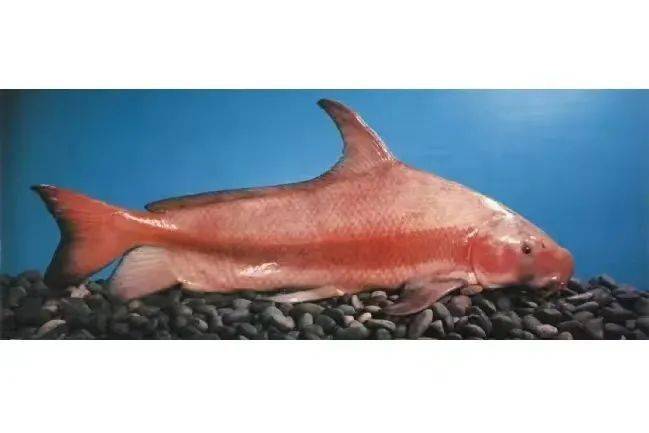 闽江流域已出现鱼类种类数量下降鱼类资源量下降等现象2017年闽江流域