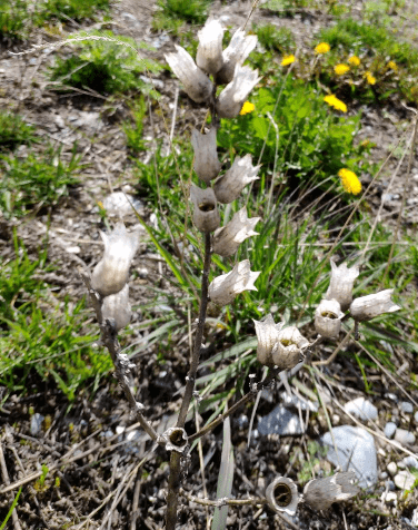 深林人不知,明月来相照科属:茄科·天仙子属别名:茛菪,茛菪泽,山烟子