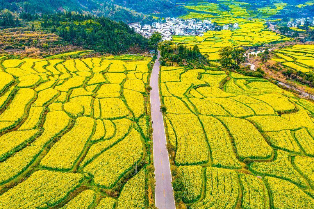 【上饶天下show之婺源县】景区系列:江岭,中国"四大花海"之一,即将