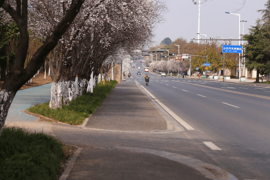 邂逅粉红满路,浪漫十足打卡最美公路【第②弹——东山大道永兴段】让
