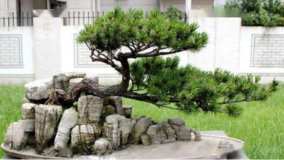设计师喜欢的8款庭院造型树你知道哪些?_树种_形态_特征