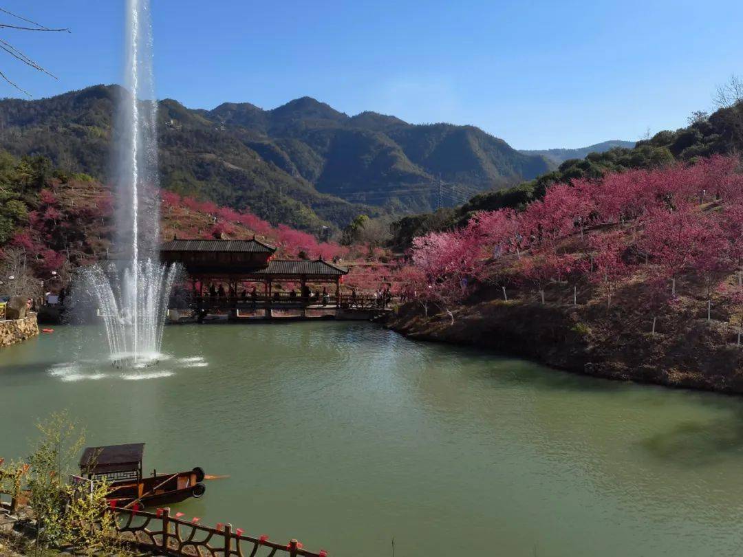 温州樱花园樱花绽放烂漫似仙境,新增夜游赏樱,军警医护免门票!