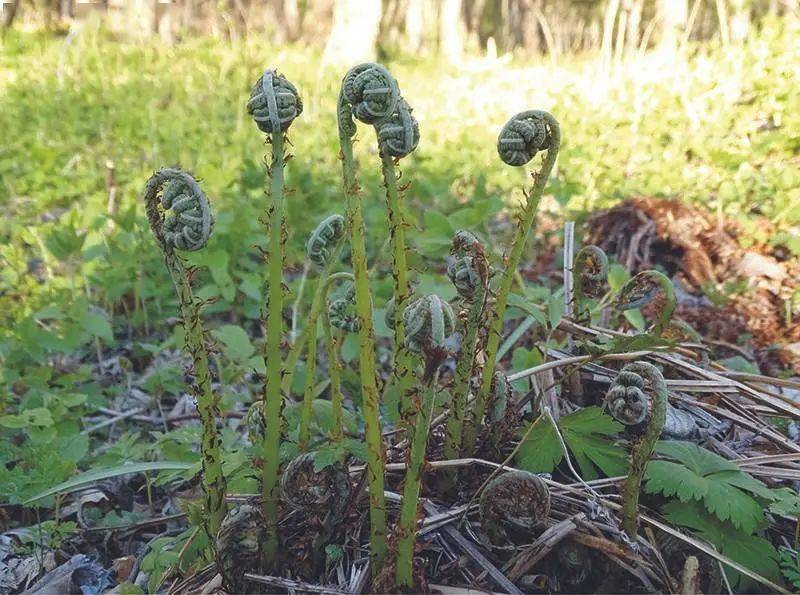 开春挖野菜