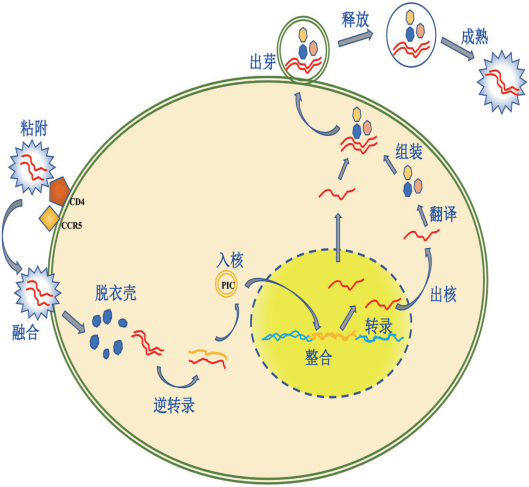 病毒复制过程图片