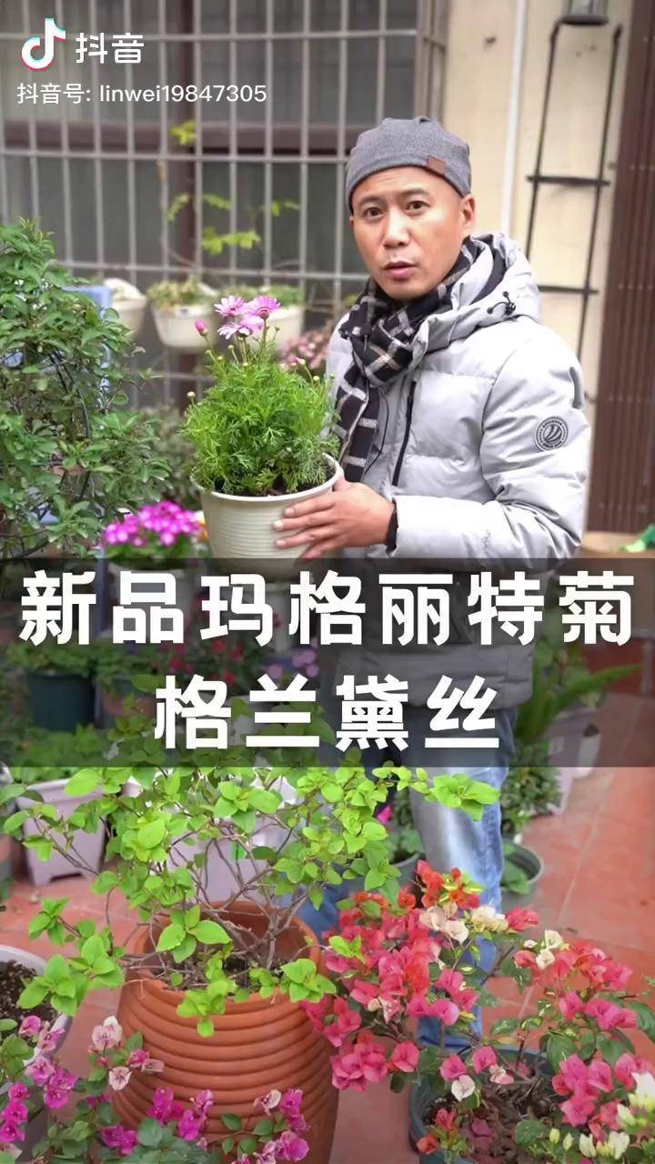 格兰黛丝养护图片