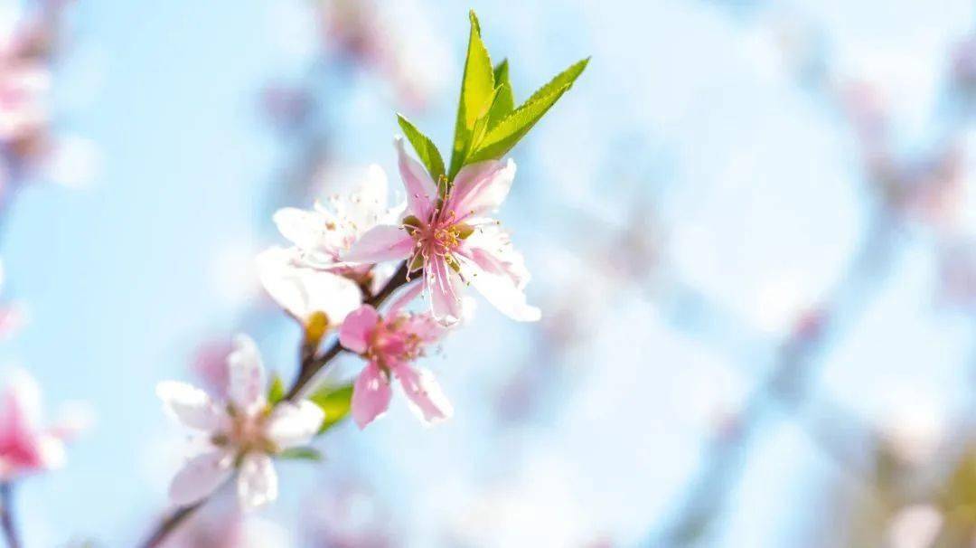 明月山春季賞花指南,點擊擁抱春天→_櫻花_桃花_花海