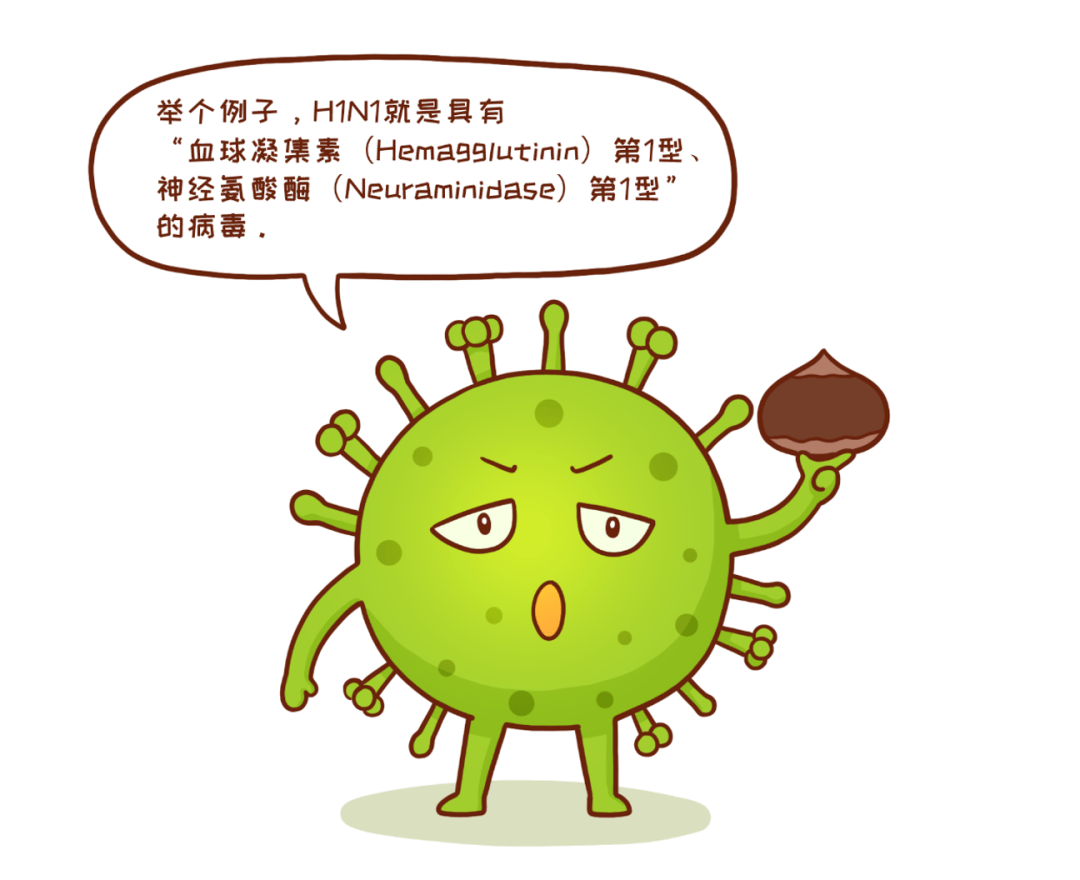 其中,h1n1,h3n2 ,h2n2主要感染人类,且前两者目前仍然是季节性流感的