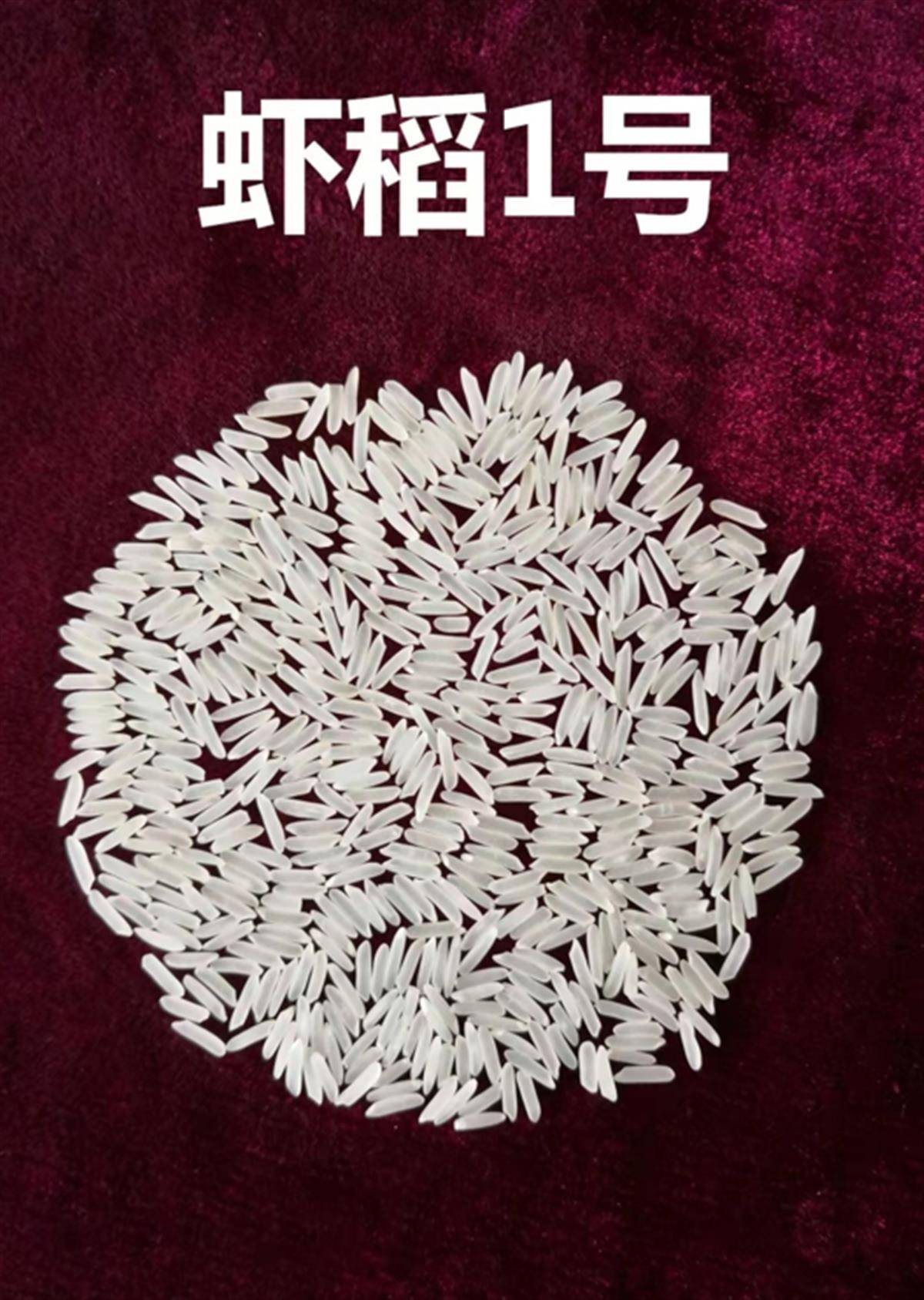 "荆楚粮油"好吃大米"虾稻1号"亮相,总种植面积已超过80万亩_品种_湖北