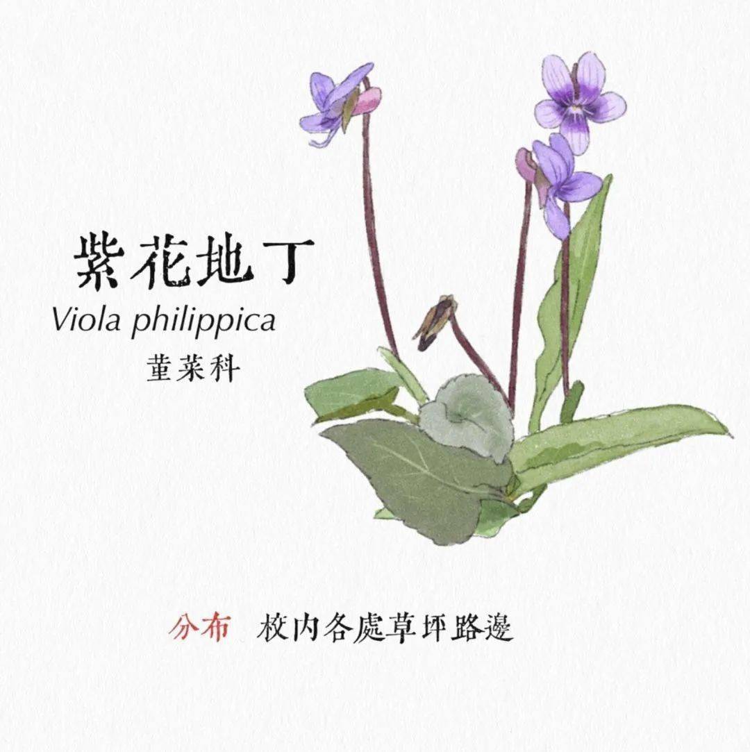 当春天的列车开进华农美景就藏不住了