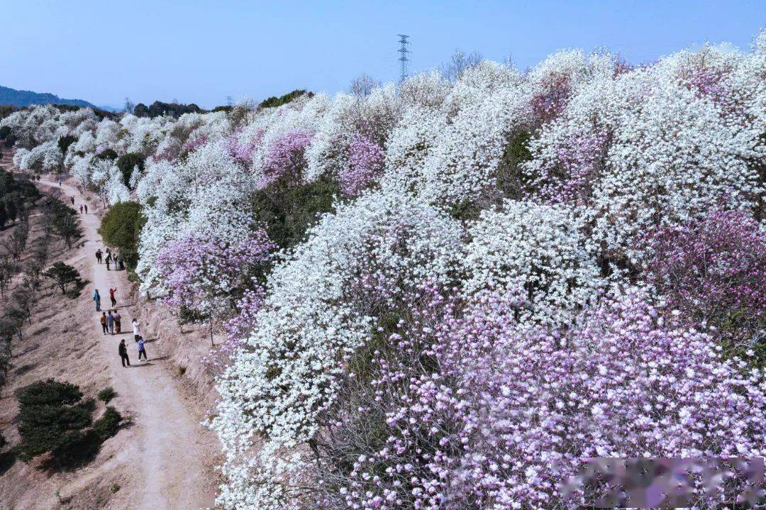 奉化长岭村玉兰花地址图片