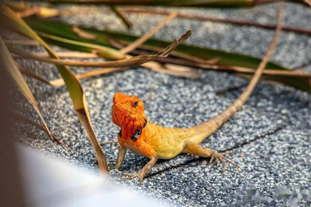 惊蛰有喜|"海南雷公马ip形象设计大赛"正式开启_节气_海岛_中国