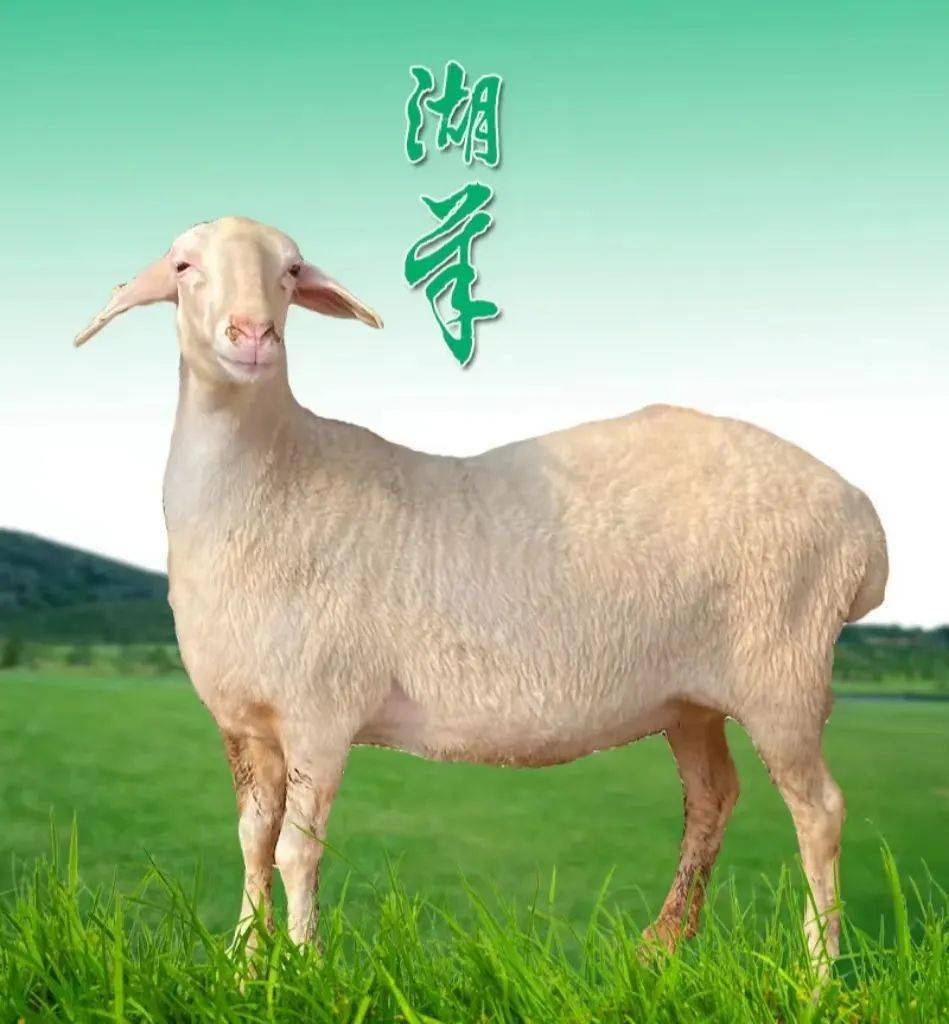 中国式现代化河北场景围场实践 | 围场"领头羊"全产业链工程正式启动