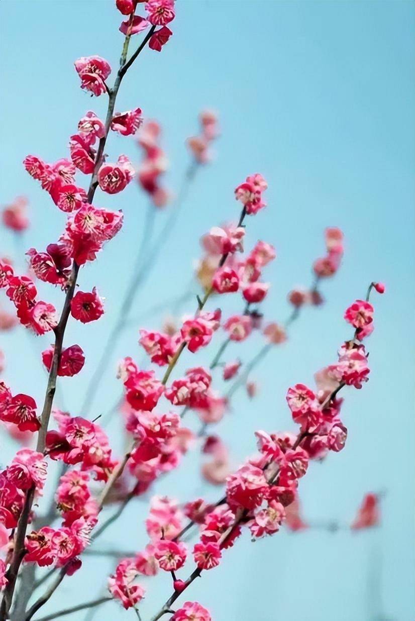 花香走在奕棋镇林塘村的梅花林里在屯溪西郊成为不可错过的初春风景在