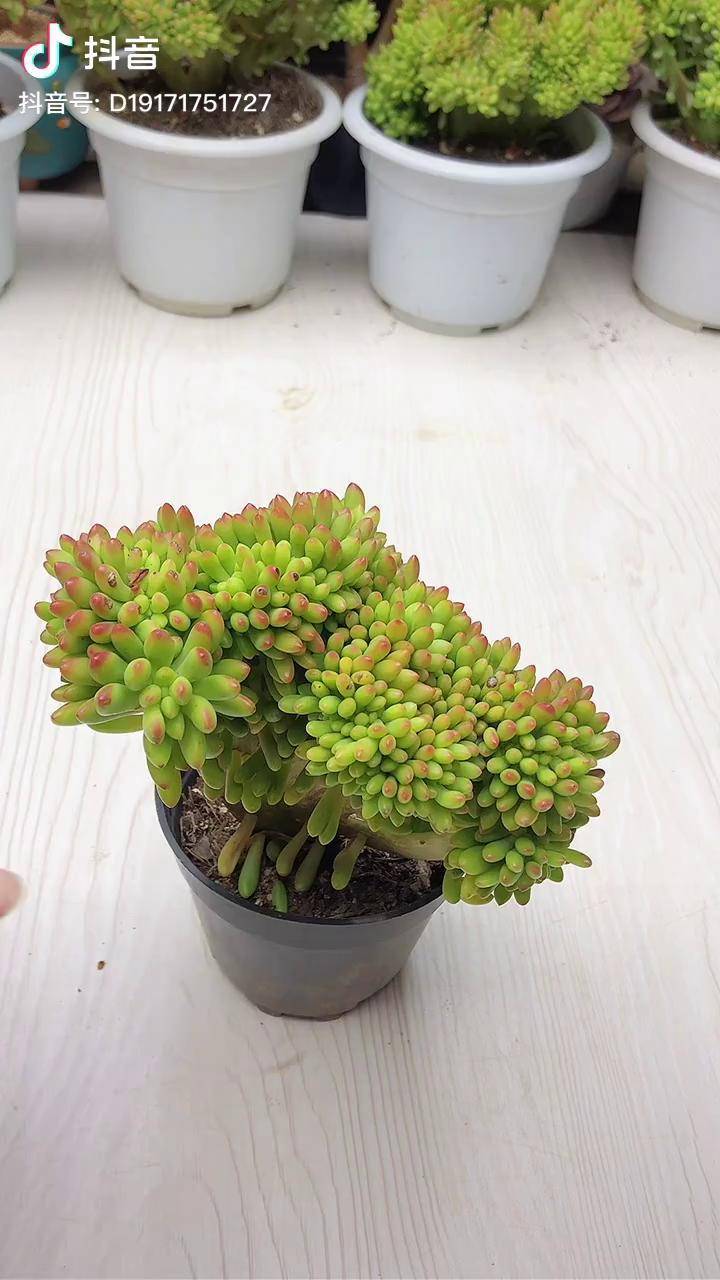 钻石葡萄,又称春萌缀化,是春萌变异得来的缀化体