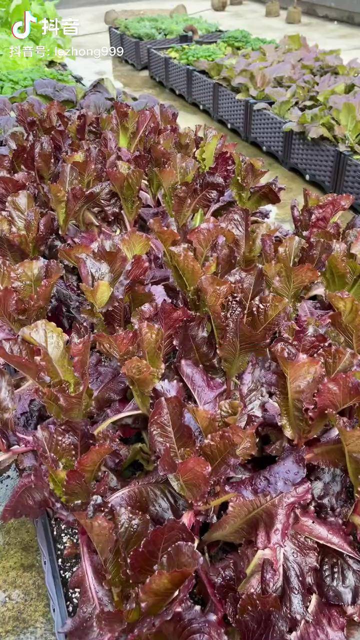 普通的生菜吃够了那就抓紧种一些这个紫罗马生菜吧阳台种菜 种菜 三农