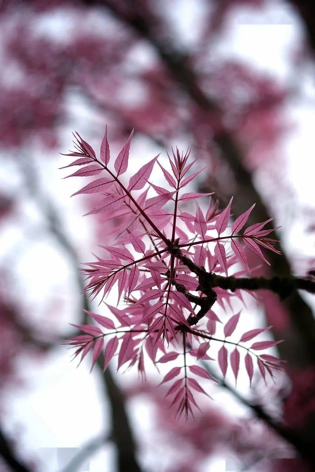 如此仙气的春日粉树你见过没?_香椿_火烈鸟_粉色